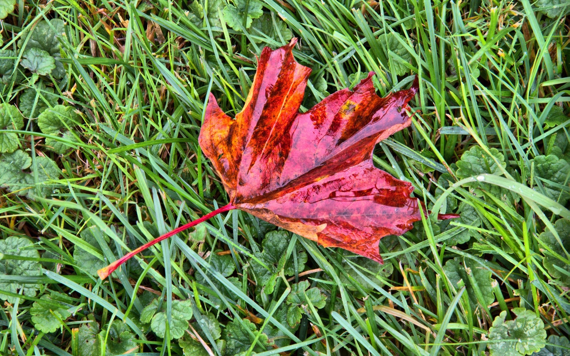 macro leaf nature flora grass summer outdoors garden season fall close-up color environment ground wood park vibrant bright desktop growth