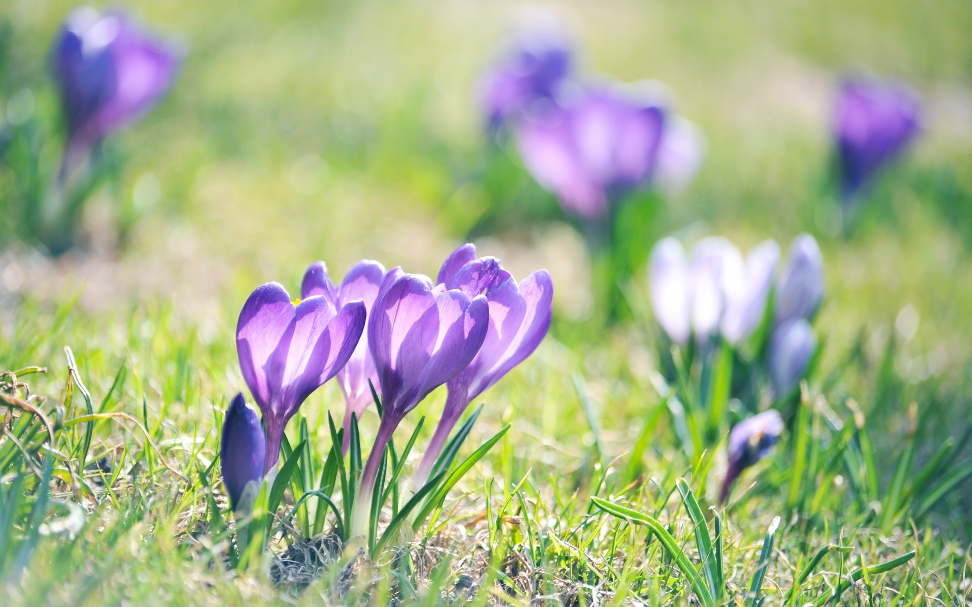 macro flower nature flora grass garden hayfield leaf crocus field summer floral blooming growth season violet easter petal bright outdoors