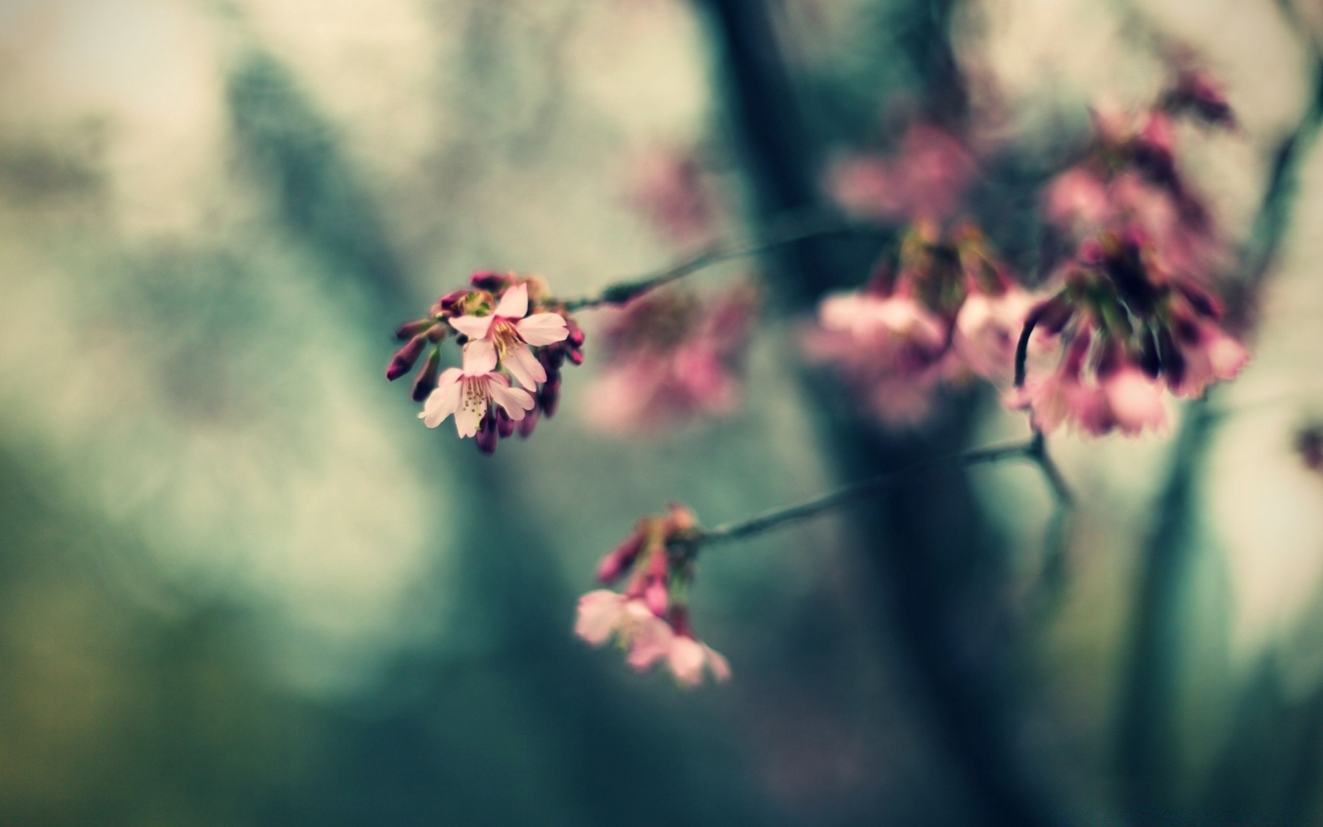 macro flower nature flora garden outdoors blur leaf insect dof growth summer color park daylight tree petal close-up