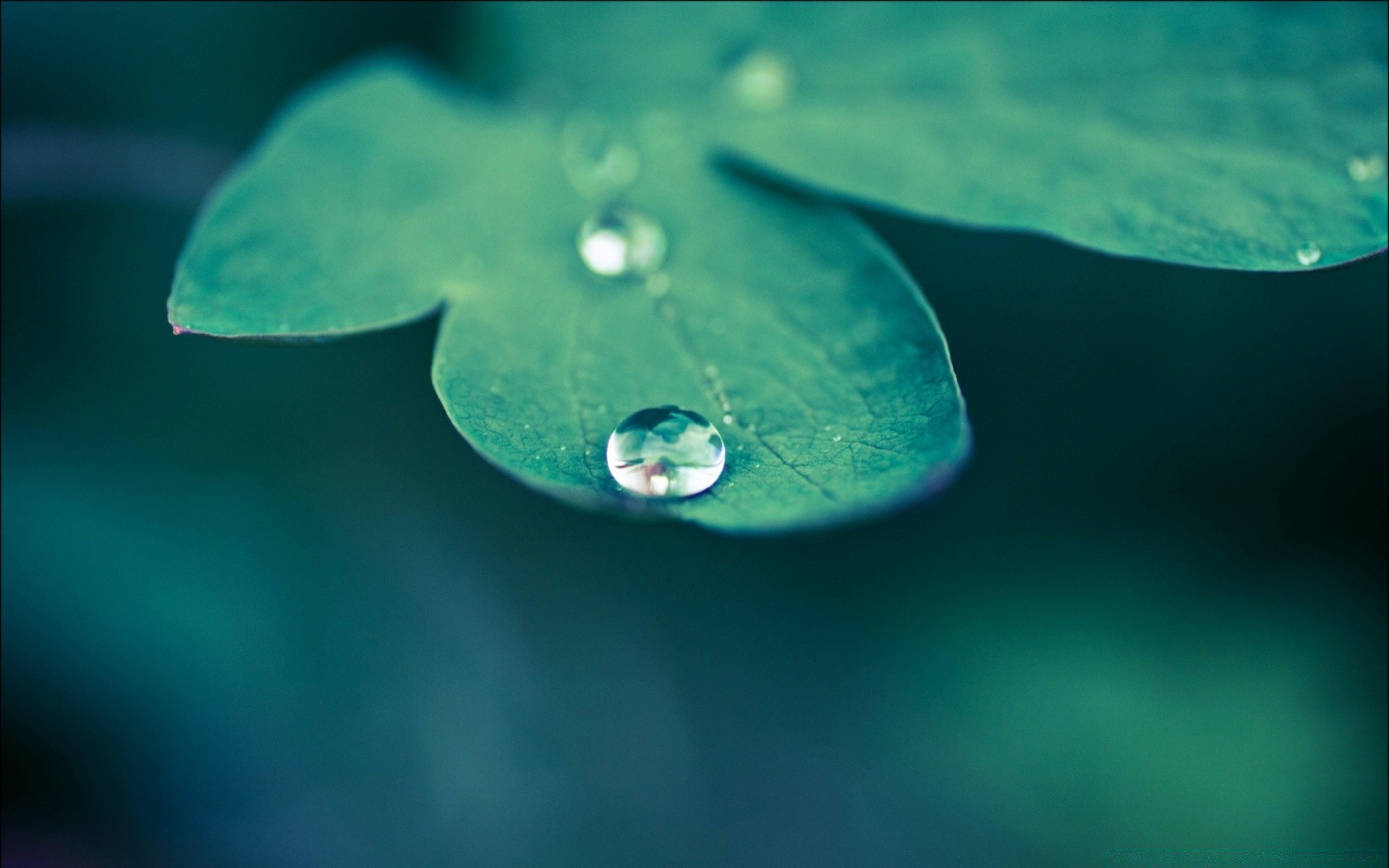 macro rain dew water drop wet droplet turquoise nature leaf reflection purity underwater liquid raindrop blur