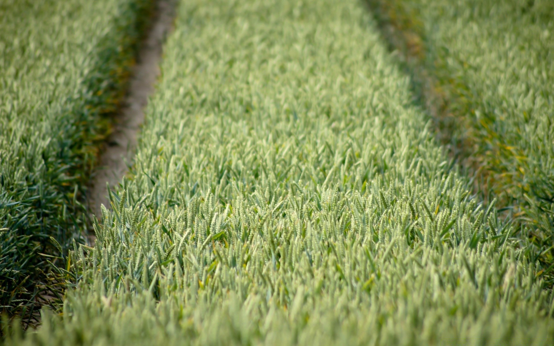 macro field grass ground growth agriculture nature lawn farm flora summer outdoors soil leaf rural garden desktop pasture hayfield