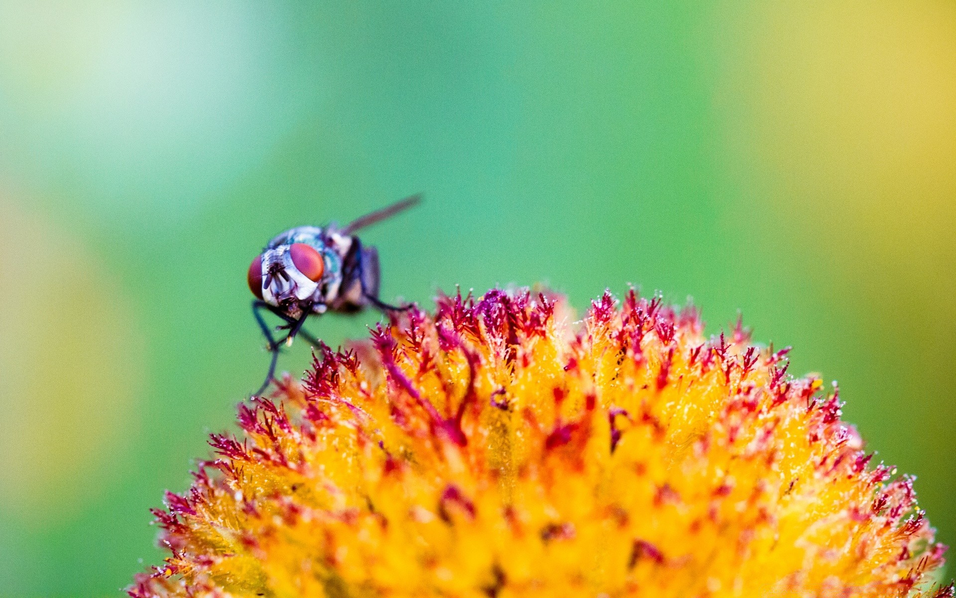 macro nature insect outdoors summer bee leaf flower pollen honey wild wildlife