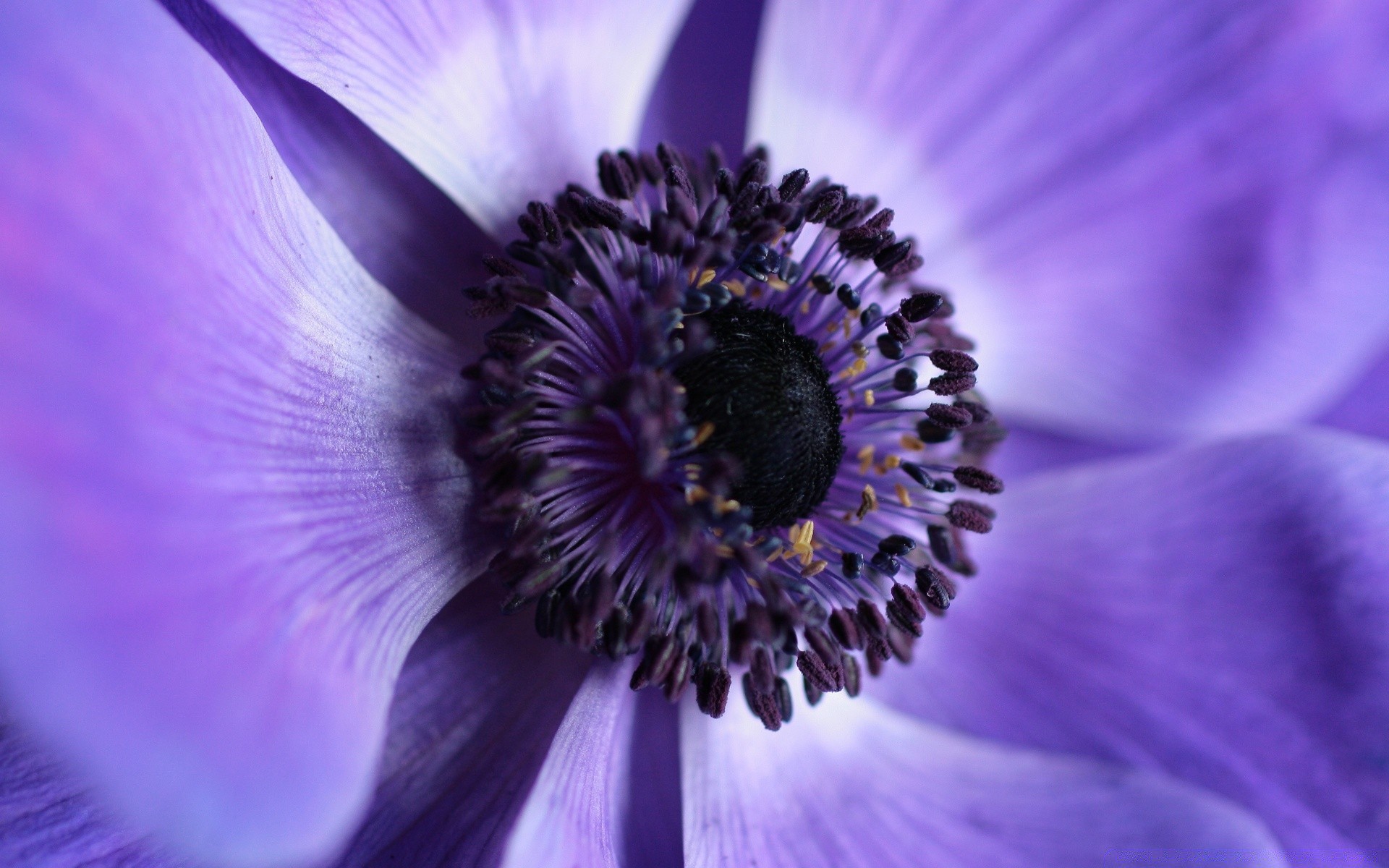 macro flower nature flora summer beautiful close-up color garden bright head blooming floral petal delicate pollen