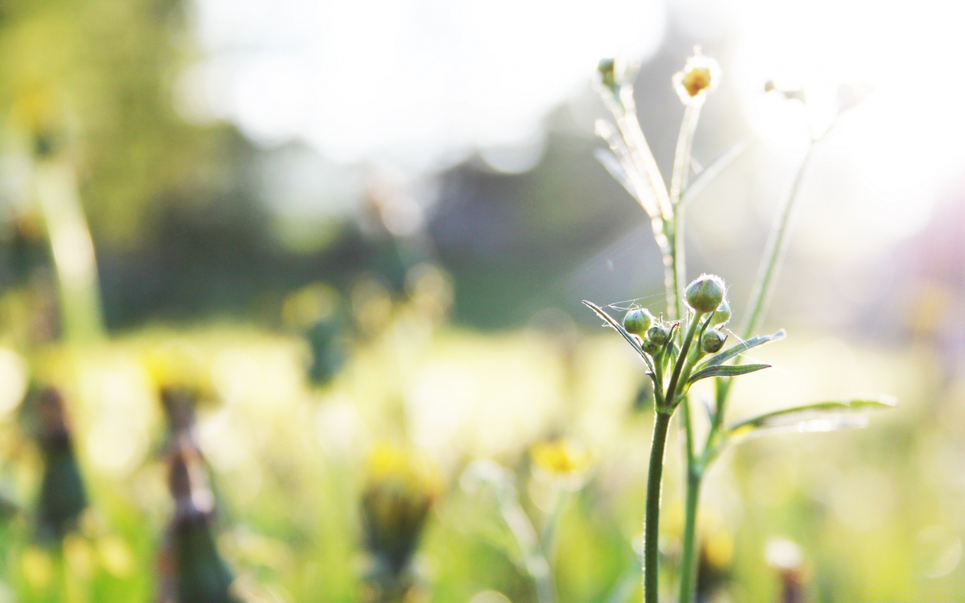 macro nature summer flower flora growth leaf fair weather outdoors garden grass field blur sun rural bright