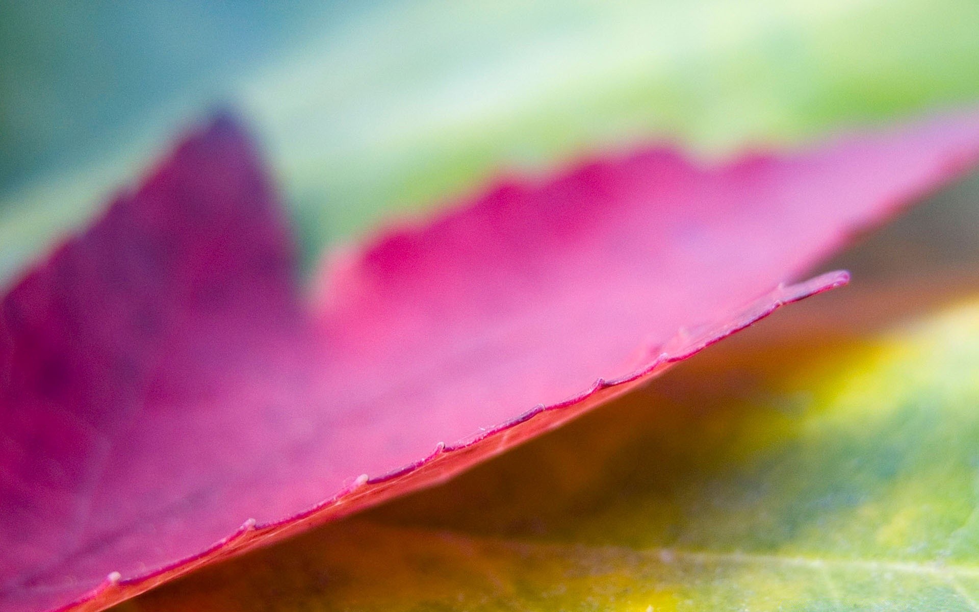 macro leaf blur abstract nature summer art flower color bright rain flora water artistic garden dew