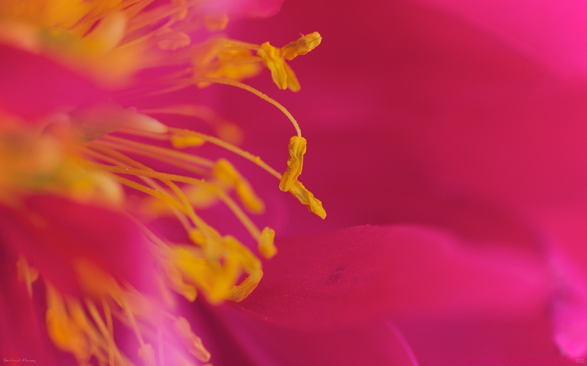 macro flower nature flora color garden summer blur beautiful bright desktop delicate petal close-up pollen floral close leaf blooming