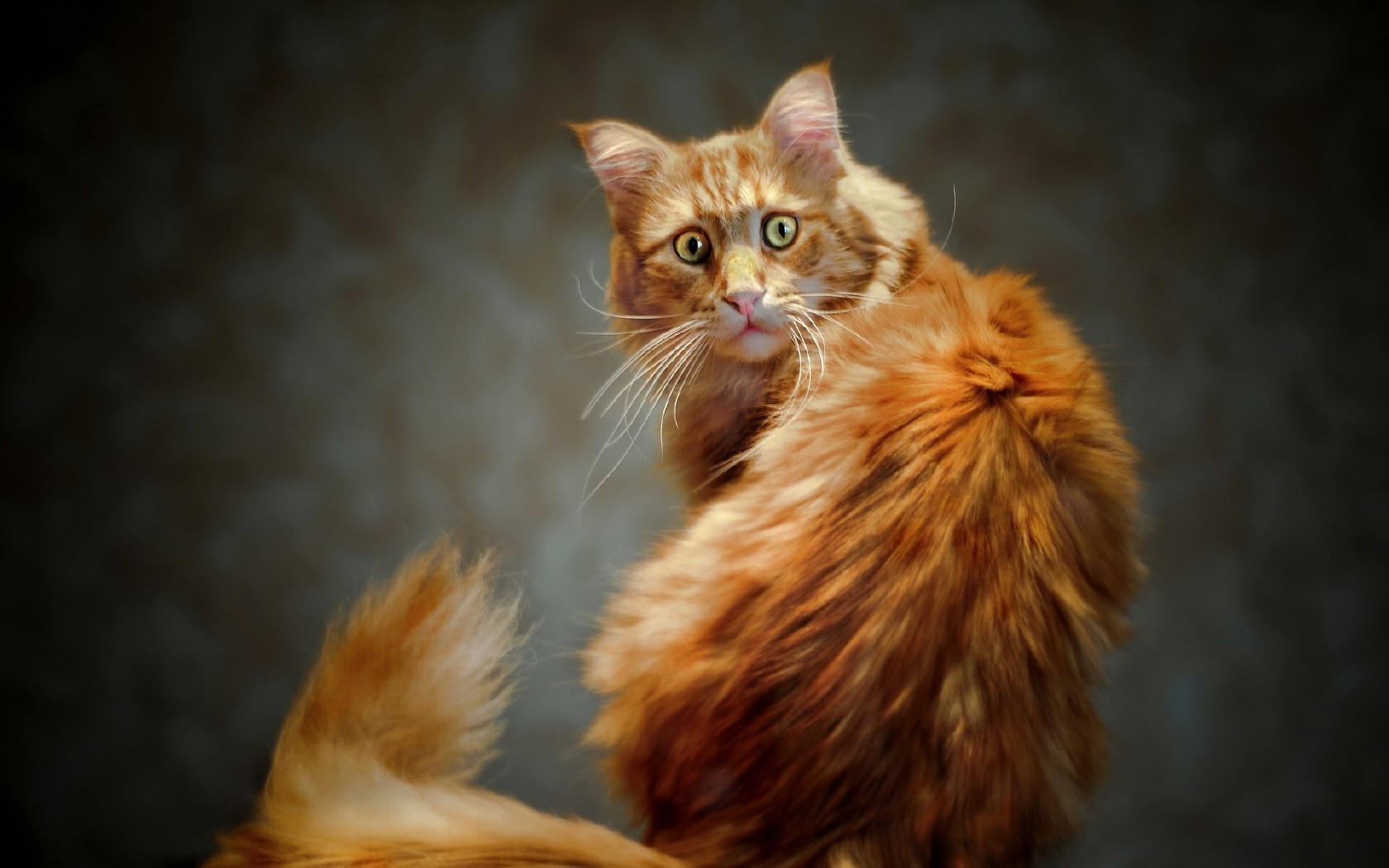 cats cat portrait mammal cute animal kitten pet fur eye one