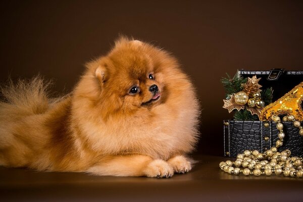 The dog poses in front of the camera