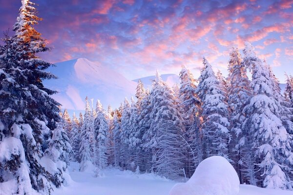 Christmas trees wrapped in snow in a cold forest