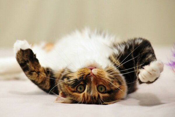 A shot of a cat lying on its back