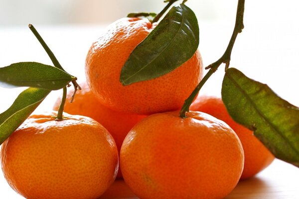 STILL LIFE FIVE TANGERINES WITH LEAVES