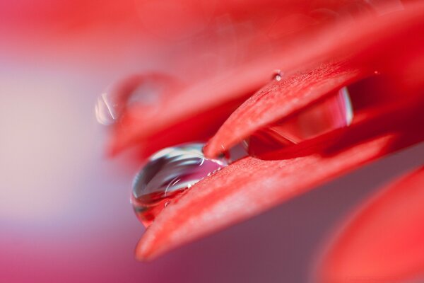 A drop of water on a red petal