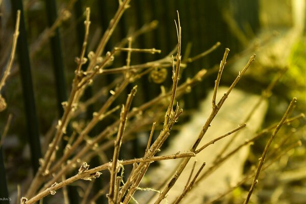 Beautiful nature. Natural background