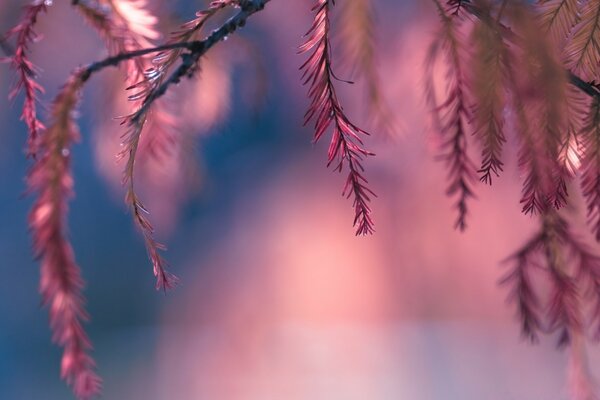 Purple plants . Bright nature