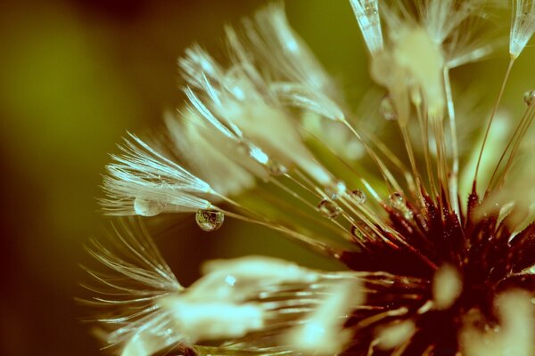 Macrophoto of dandelion fluff with dew
