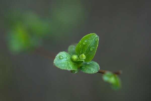Raindrops on a young shamrock