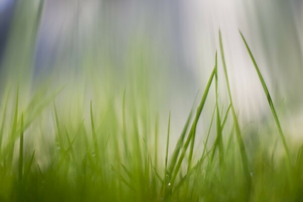 Using grass as hay