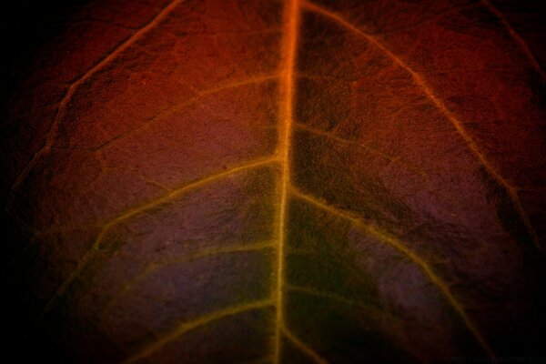 Leaf veins texture close-up