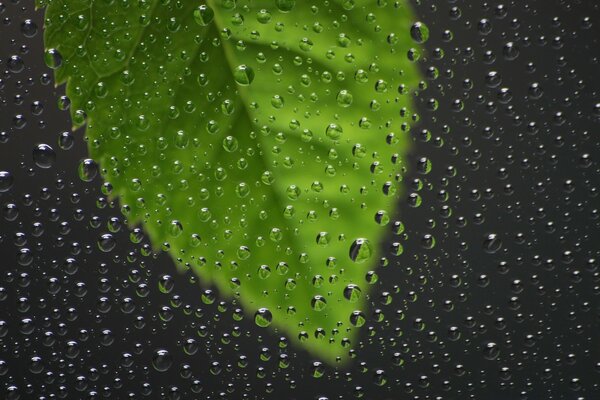 Raindrops on the glass with a sheet