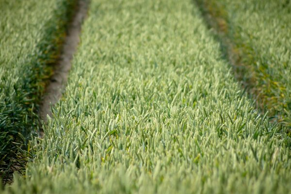 Ennobling of field grass by man