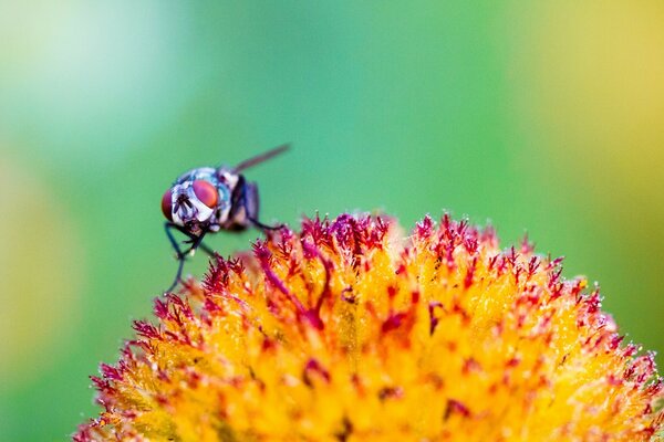 An insect on a flower. Natural background