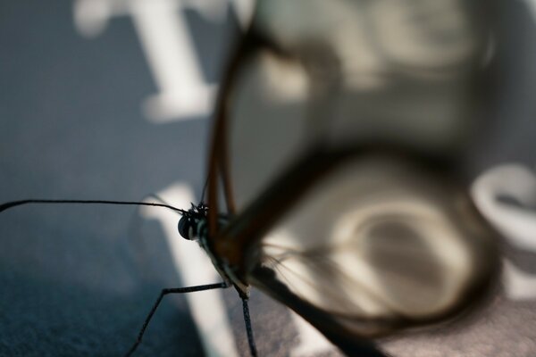 Large insect close-up