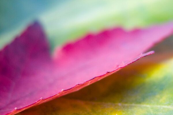 Macro photography of an autumn fallen leaf