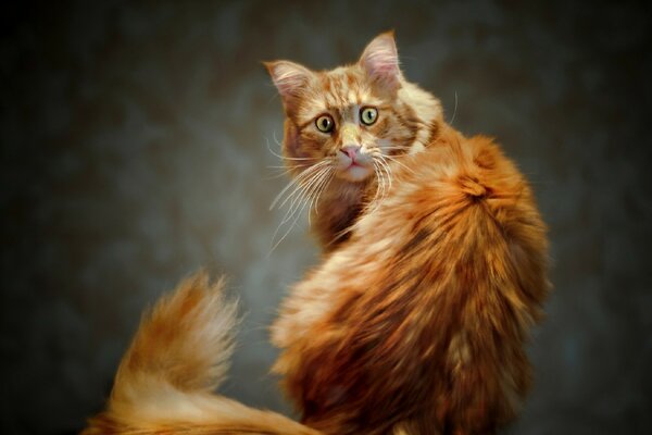 The ginger cat looks surprised