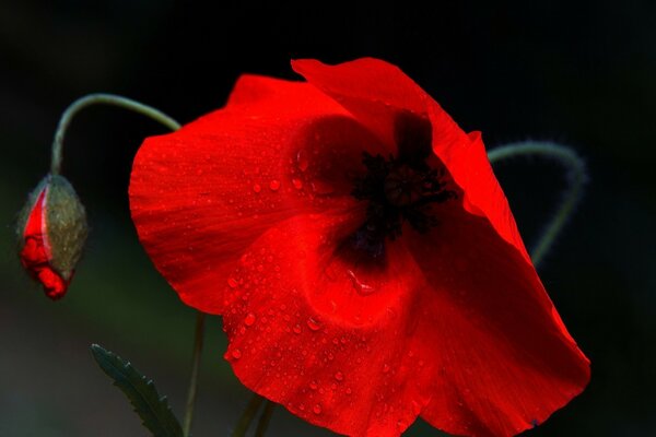Dew drops on a red flower