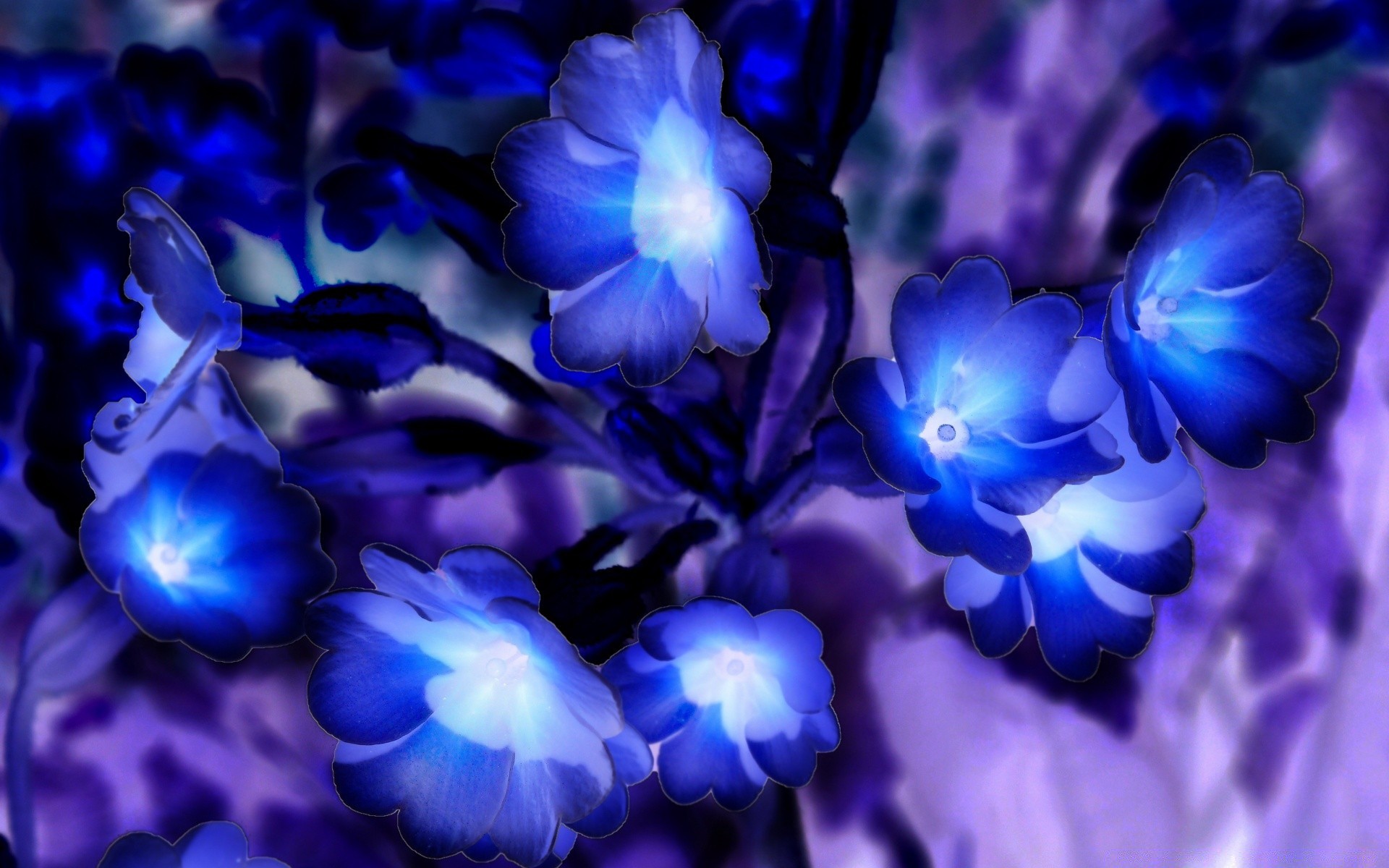 avatar flower floral nature bright color decoration abstract flora beautiful desktop blur art