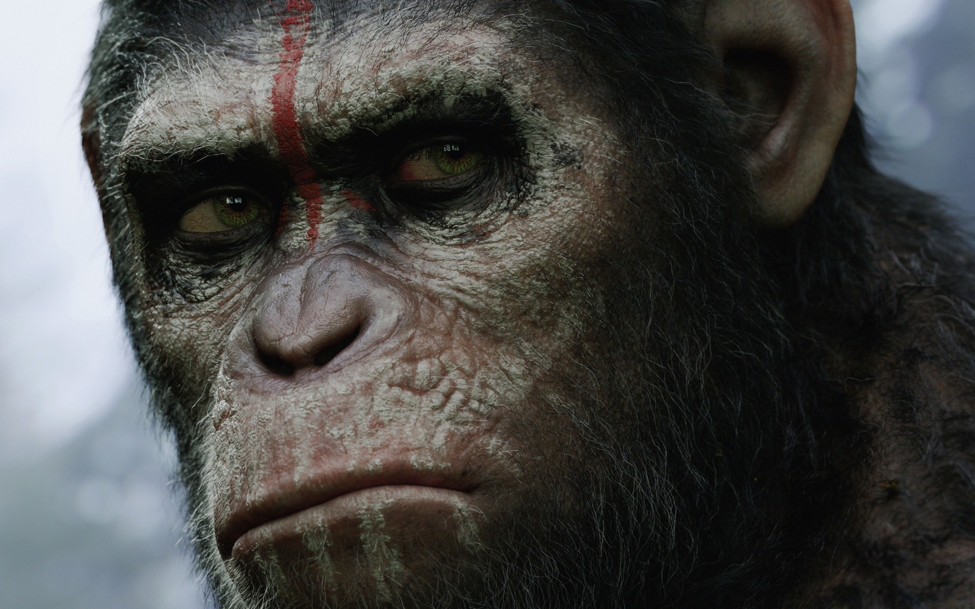 movies primate monkey ape mammal portrait wildlife face macaque zoo animal gorilla one orangutan chimpanzee