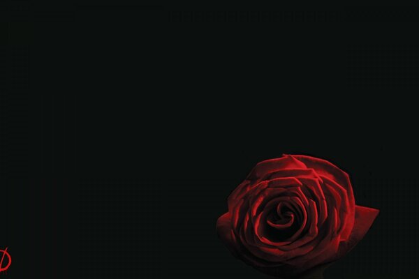 Red Rose flower on black background