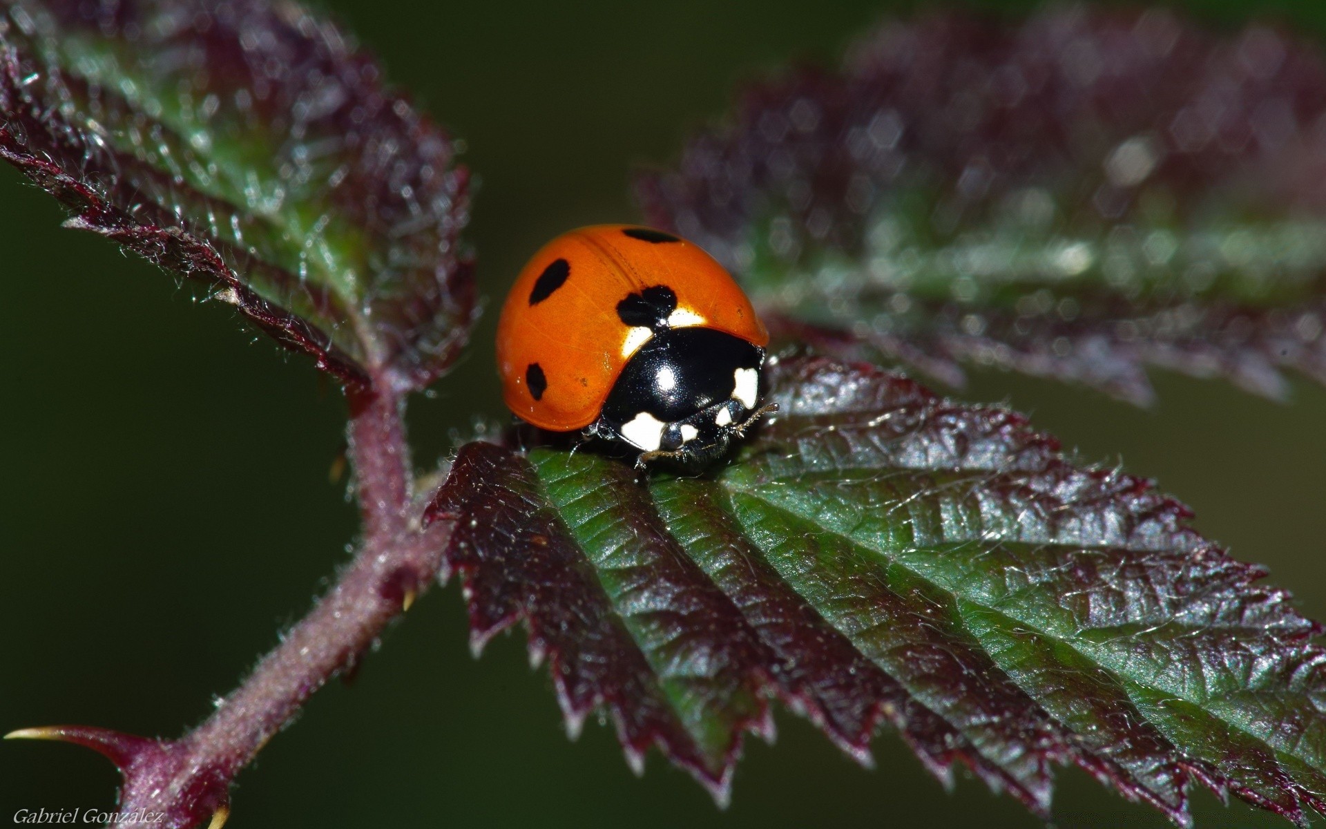 macro insect nature outdoors wildlife leaf invertebrate beetle biology flora ladybug little summer environment