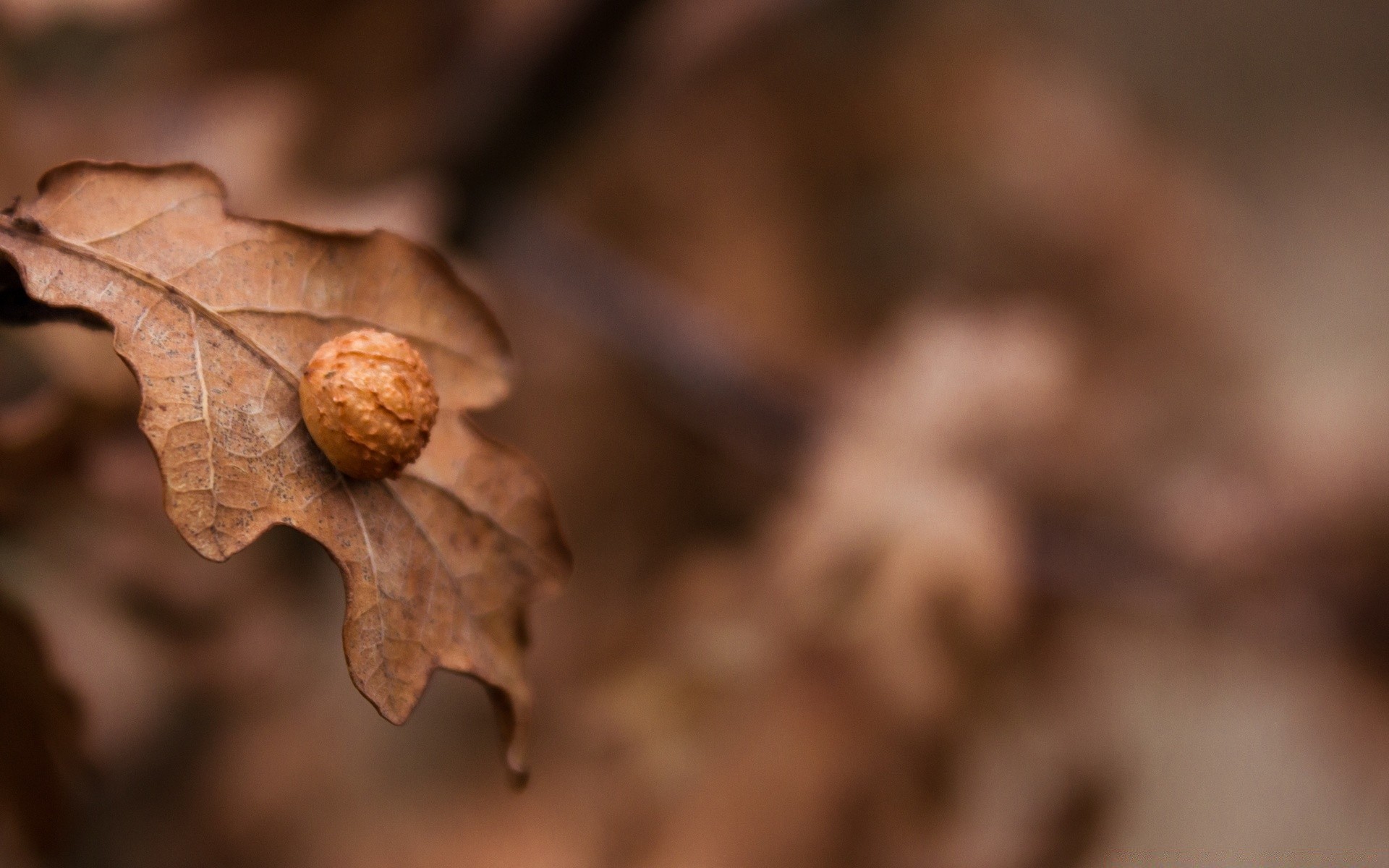 macro fall nature dry leaf tree wood flora close-up season food desktop ground environment color close winter outdoors blur