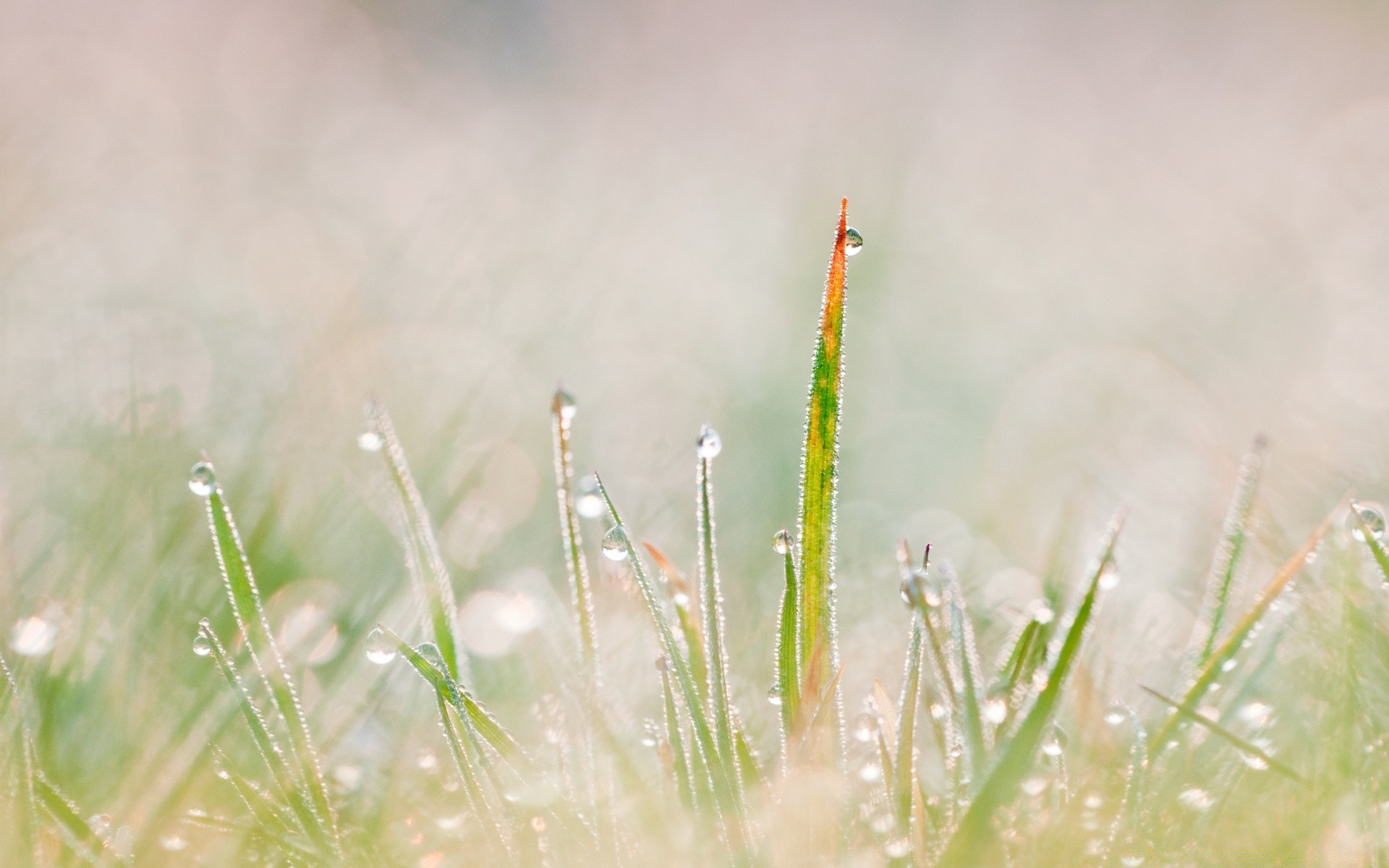 macro grass nature rain dew growth summer dawn sun flora leaf environment field drop outdoors hayfield garden fair weather flower rural