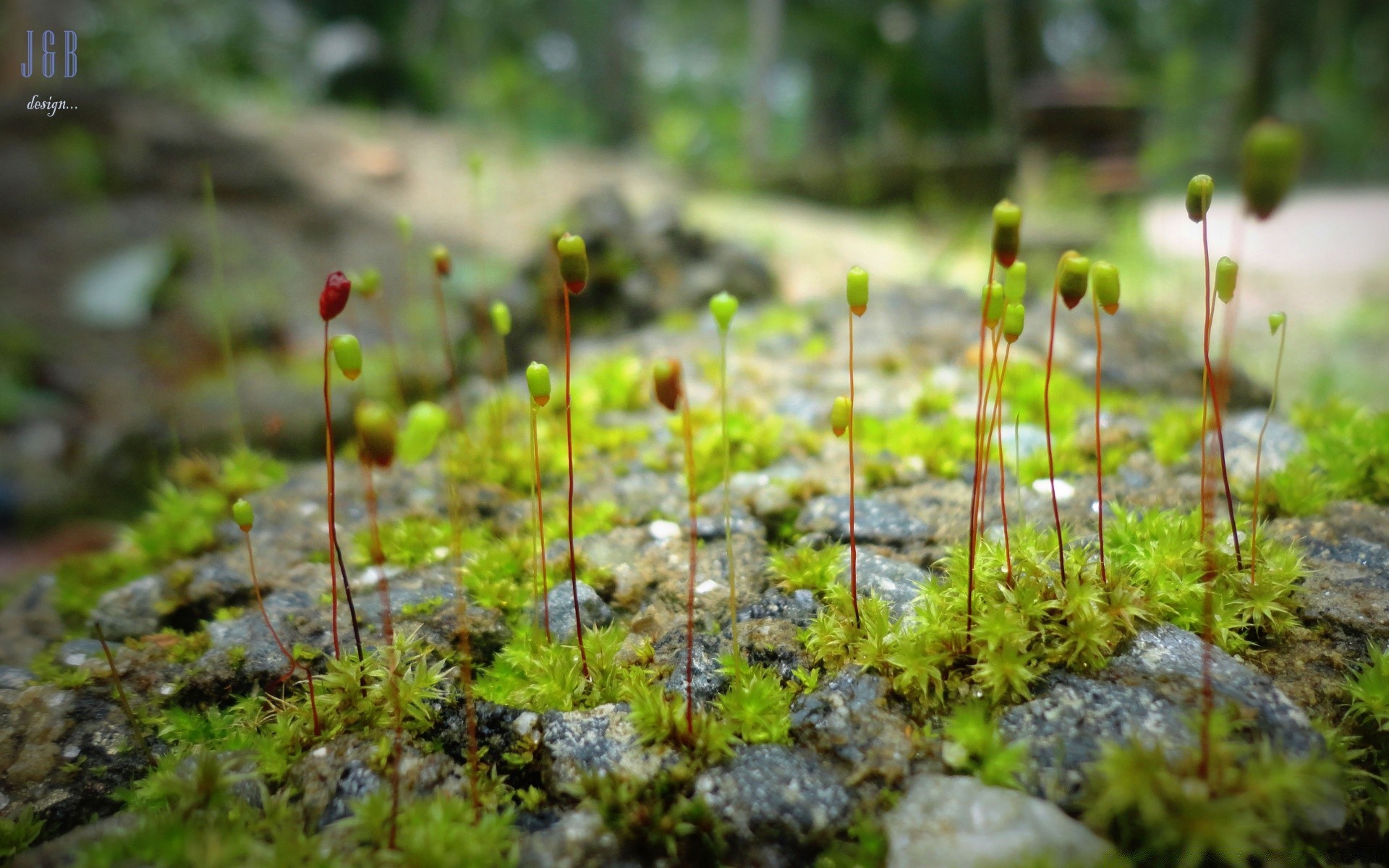 macro nature growth flora soil outdoors grass little leaf environment summer garden flower moss ground season wild agriculture close-up