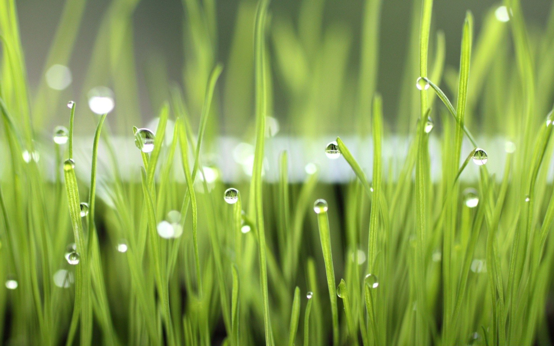 macro dew grass lawn blade growth drop lush wheatgrass hayfield garden rain flora leaf droplet freshness raindrop field nature wet