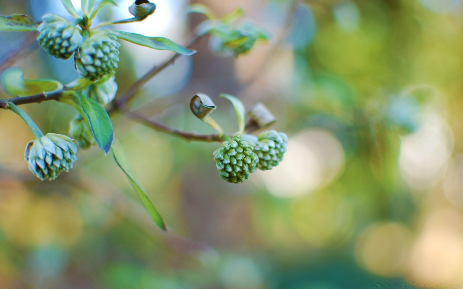 macro nature leaf flora growth flower garden outdoors summer blur branch tree fruit close-up food color