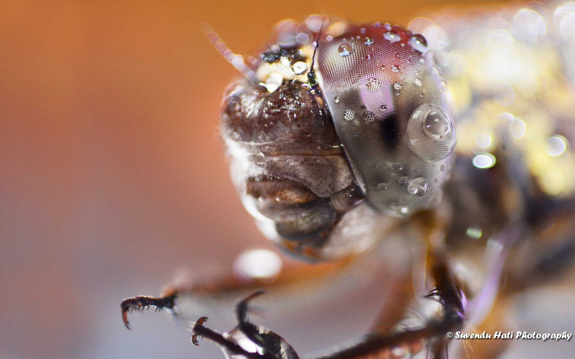 macro nature invertebrate little wildlife insect outdoors blur close-up animal