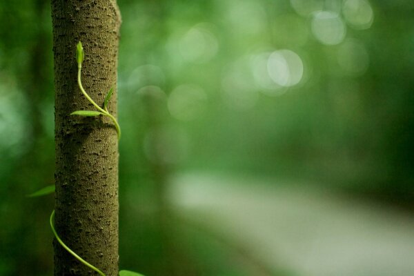 My friend and I did macro photography in the forest, nature is so beautiful the leaves are green