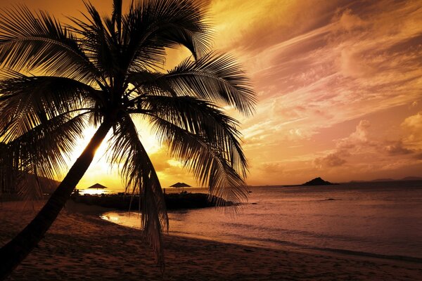 The silhouette of a palm tree against the sunset