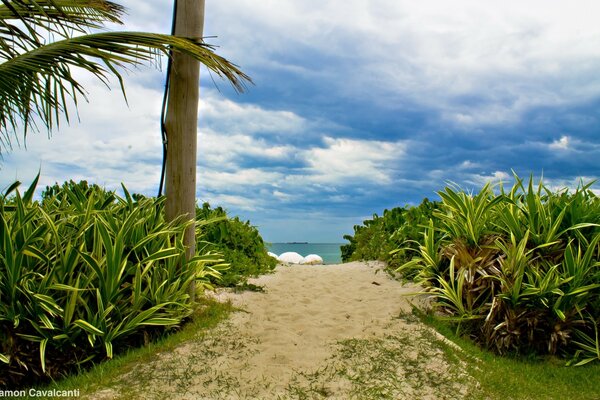 A path to the sea through a green meadow