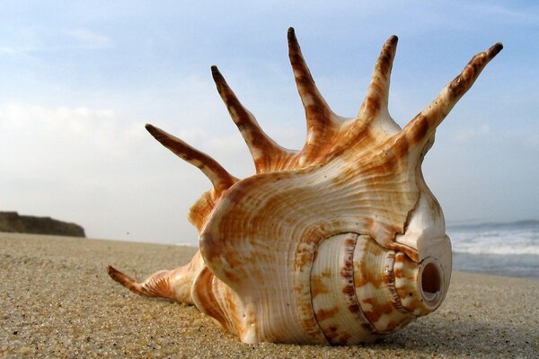 A picture of a shell on the sand against the background of the sea