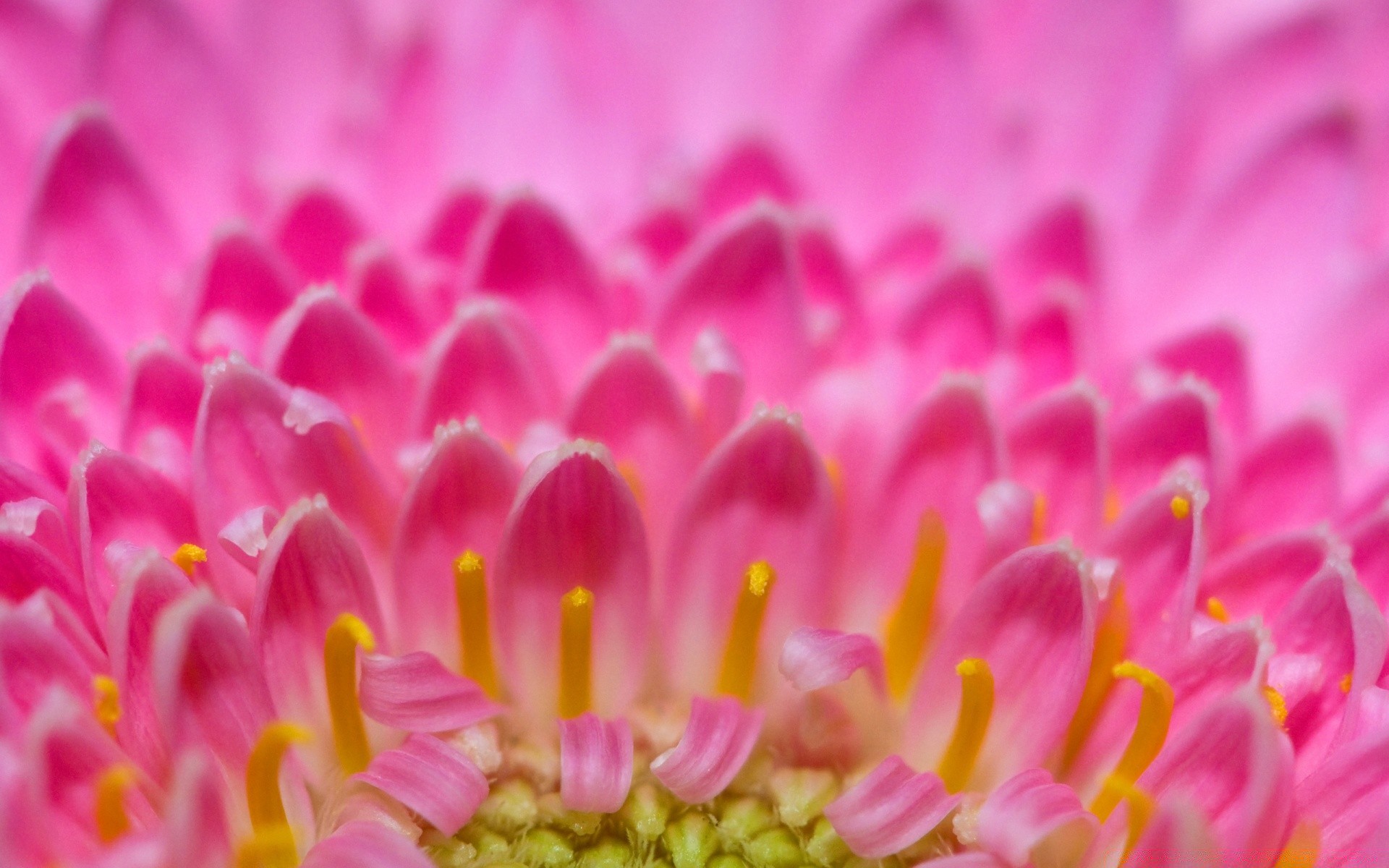 macro flower nature color bright beautiful flora close-up petal floral summer blooming desktop garden decoration