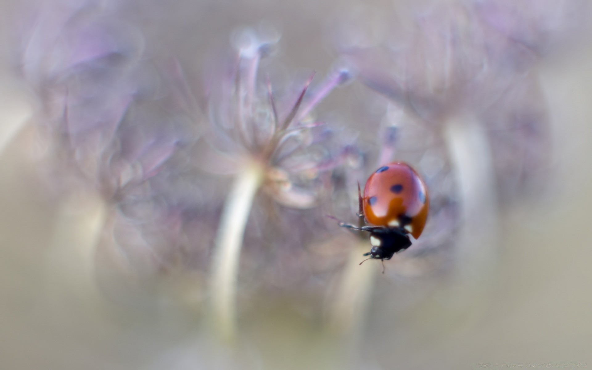 macro insect ladybug flower beetle biology nature flora color summer outdoors invertebrate garden blur light