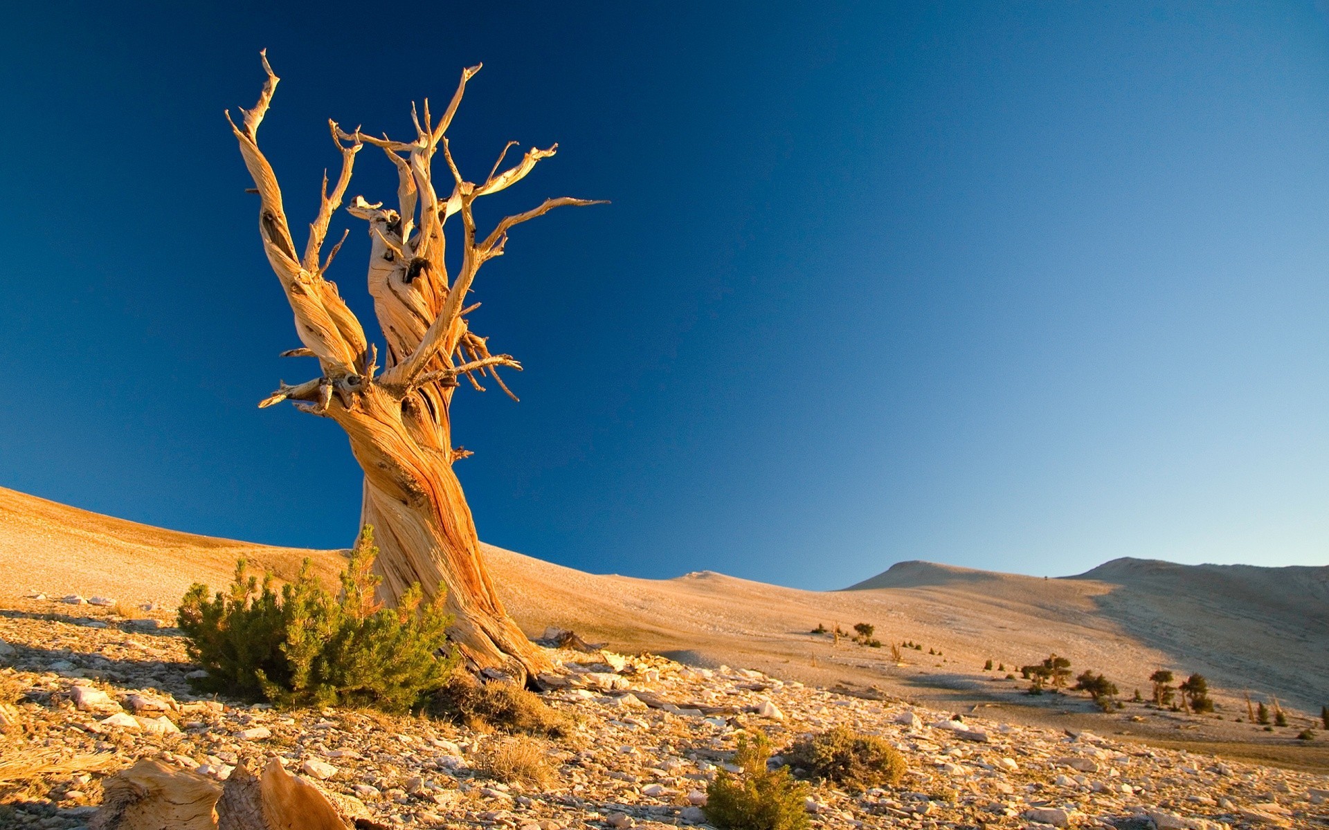 desert landscape sky travel outdoors nature mountain tree daylight scenic dry rock