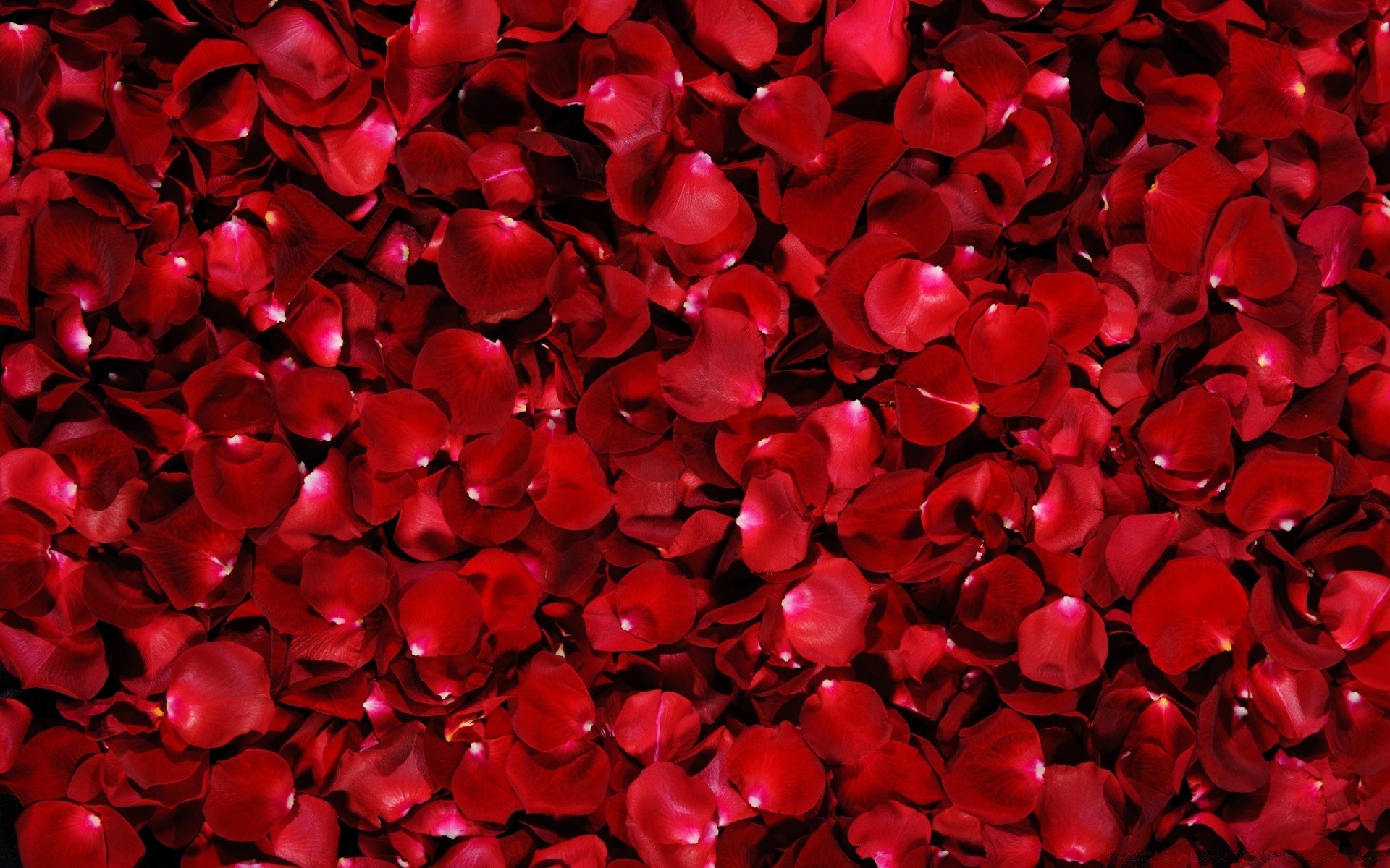 flowers desktop abstract texture love art design
