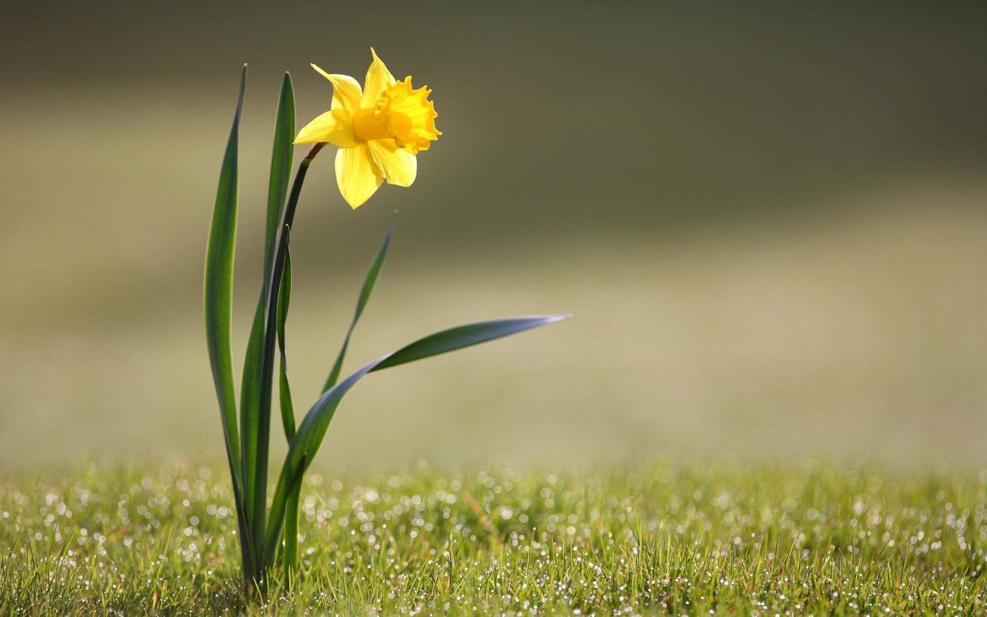 flowers nature grass field flower hayfield summer leaf flora blur outdoors fair weather growth garden
