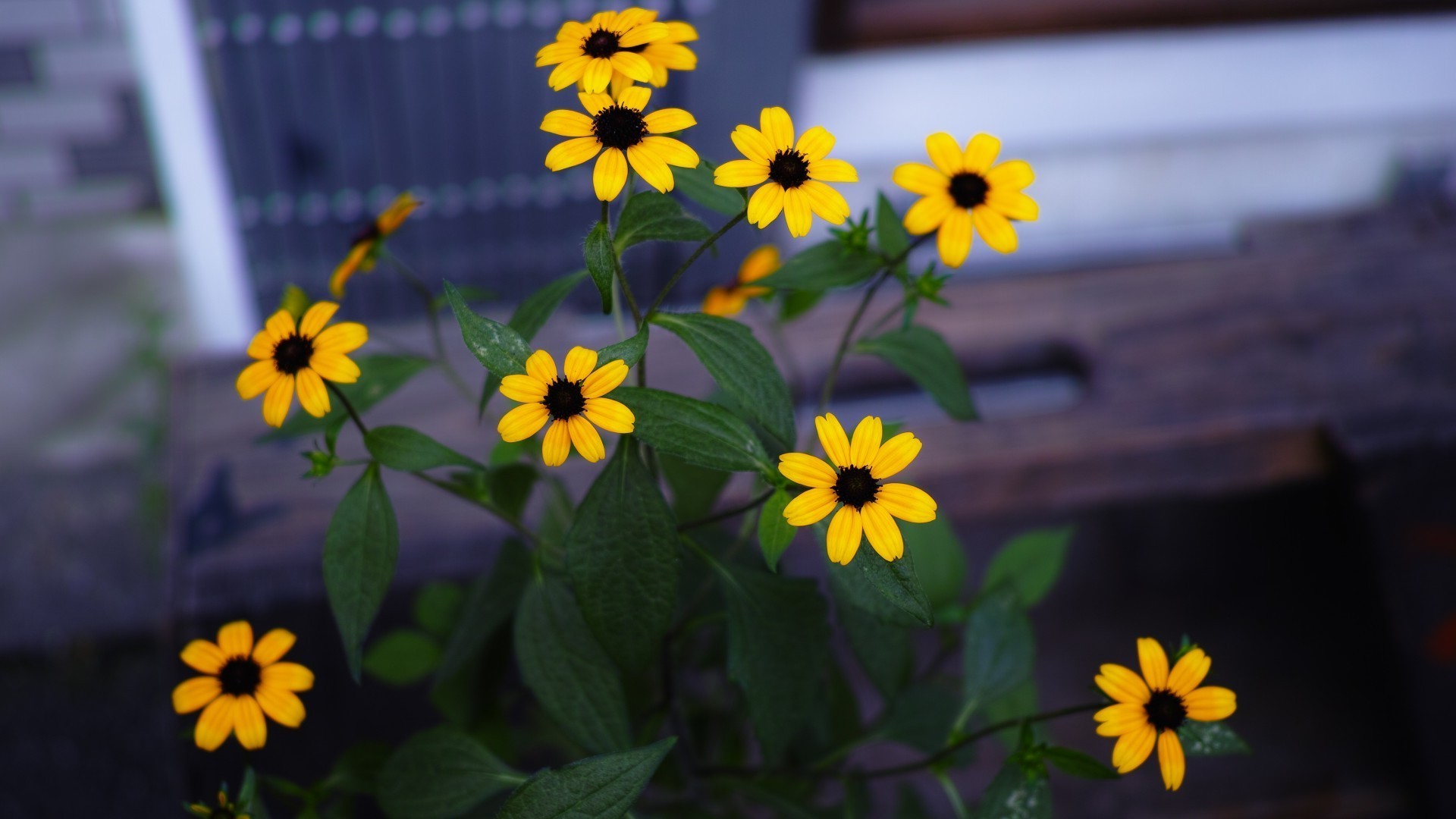 flowers flower leaf flora nature summer bright color garden floral outdoors blooming beautiful