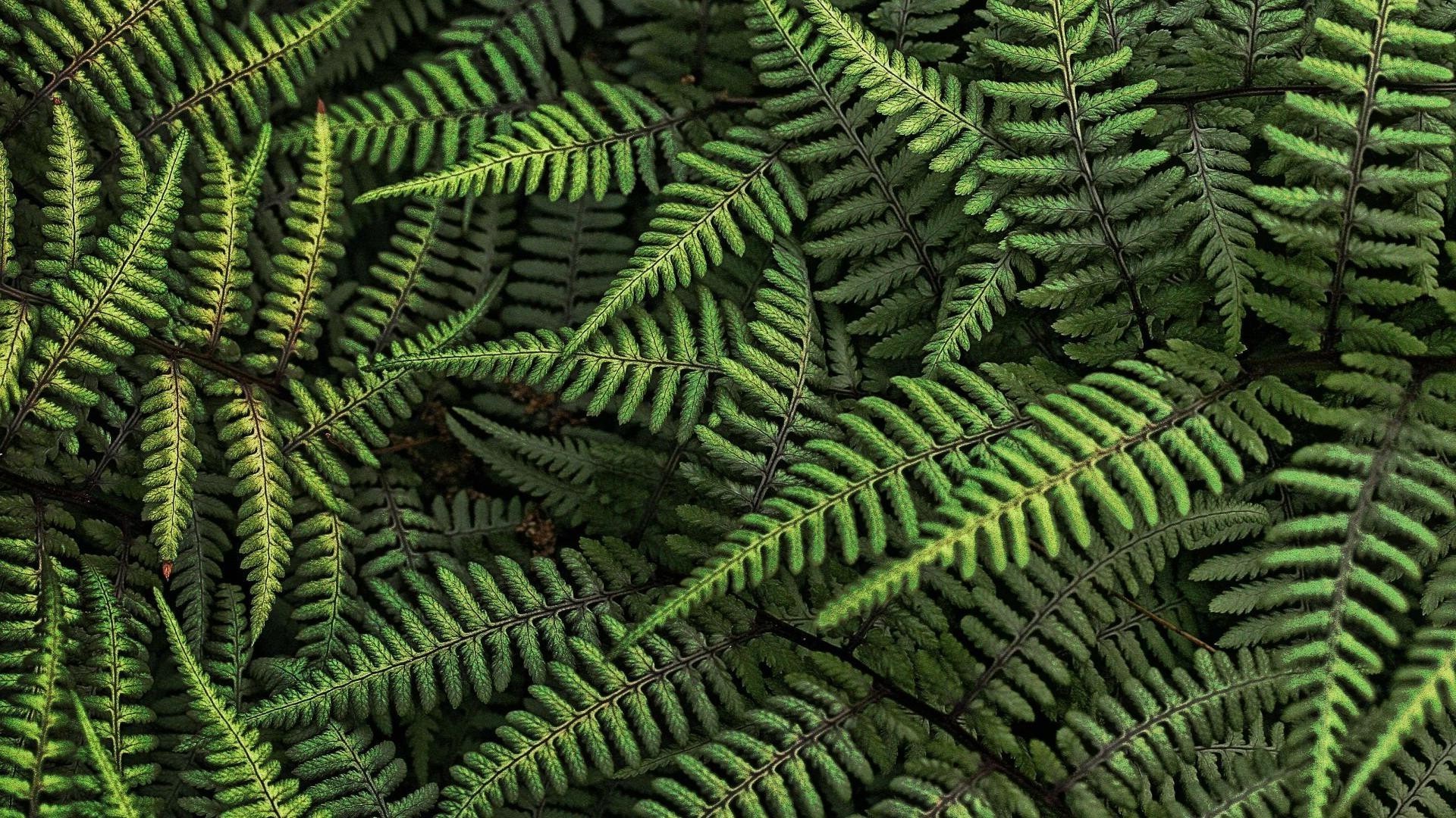 texture fern leaf wood flora nature outdoors frond desktop growth pattern lush bracken garden abstract